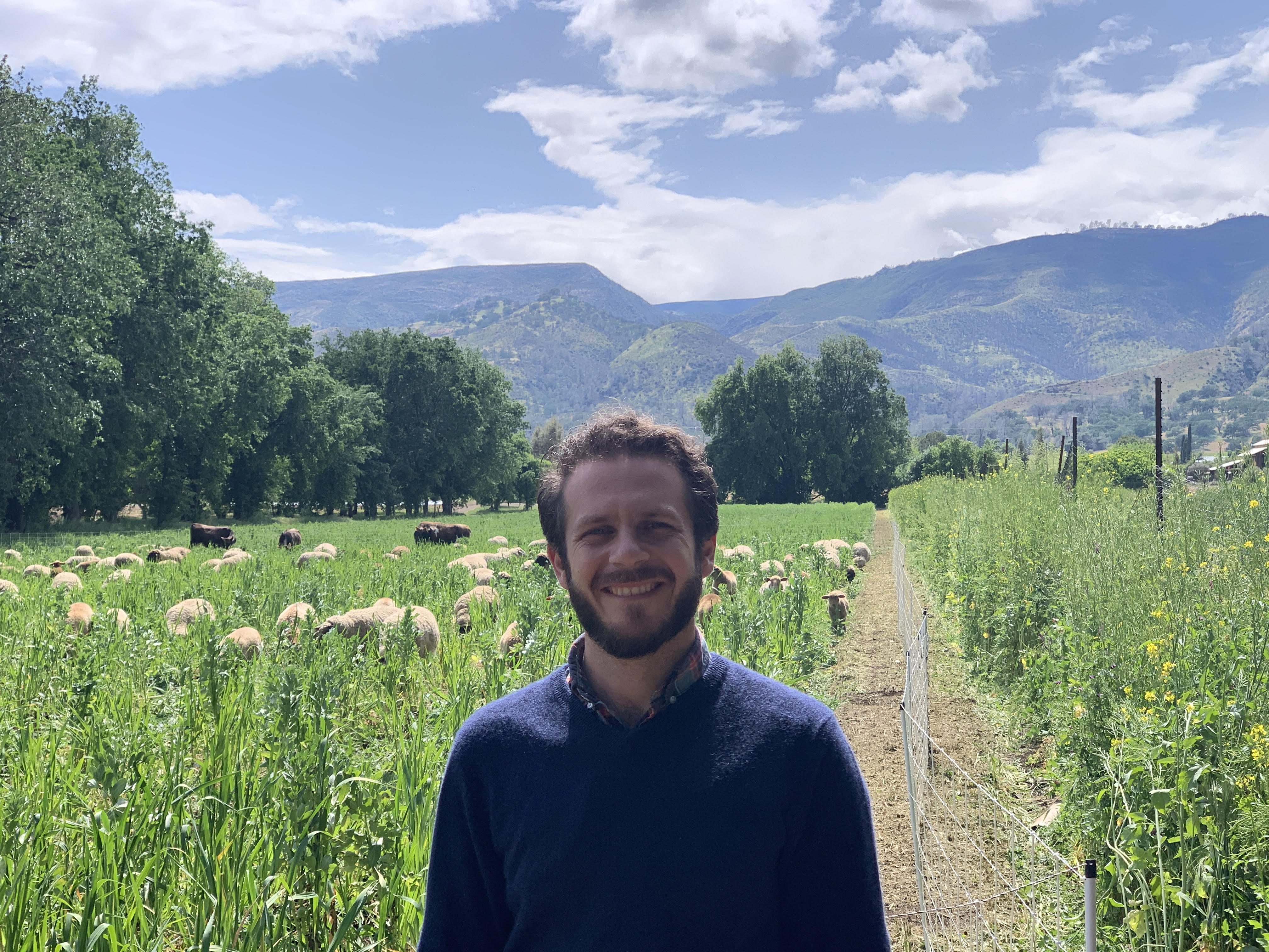 A photo of Anthony in a field with some sheep in the background at Full Belly Farms